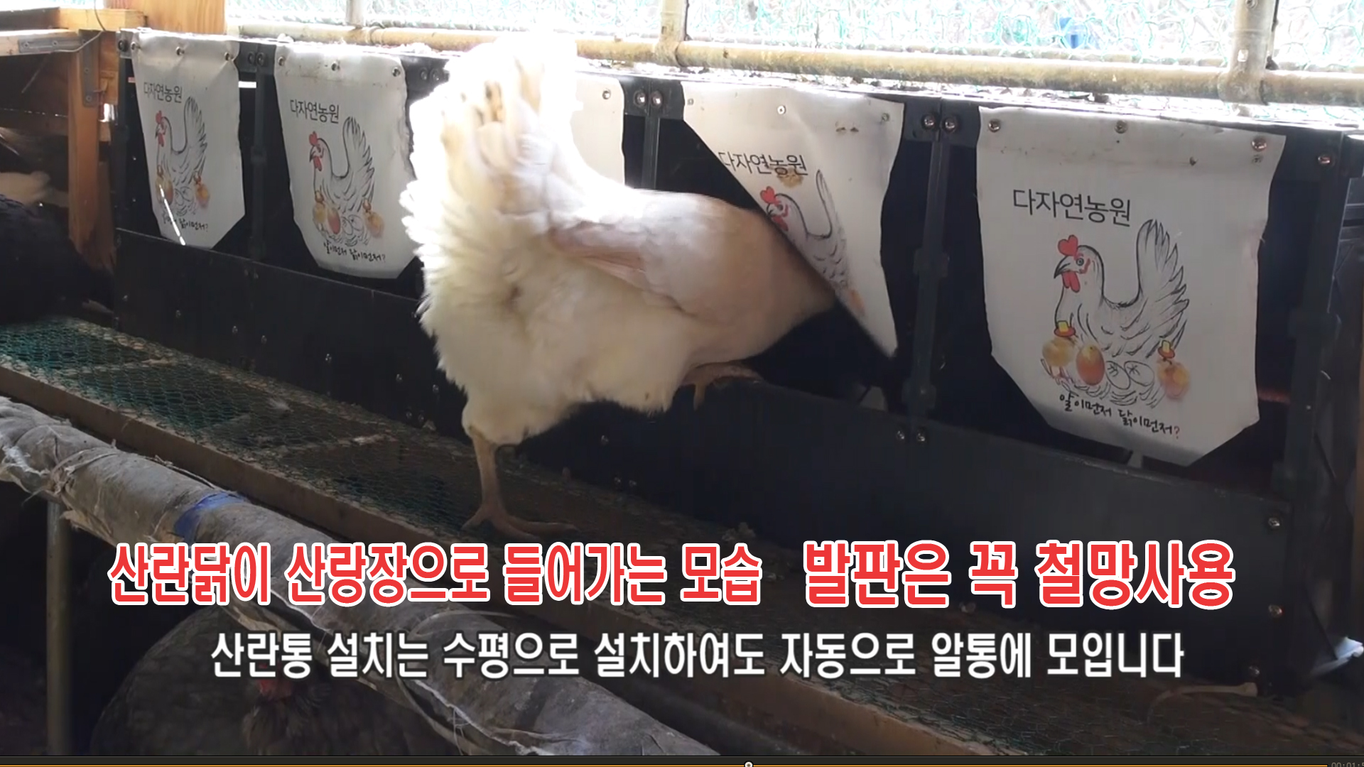 팡팡 이미지