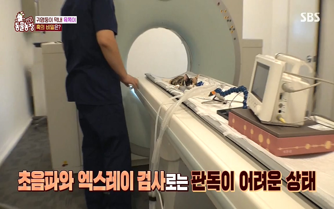 TV 동물농장.E1087.220919p-NEXT.mp4_20220918_180235.024.jpg