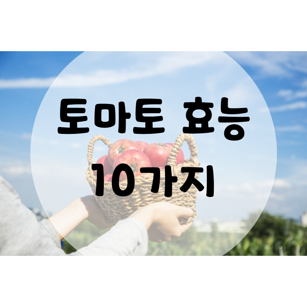  토마토 효능 10가지