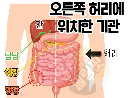 오른쪽-옆구리에-위치한-신체기관