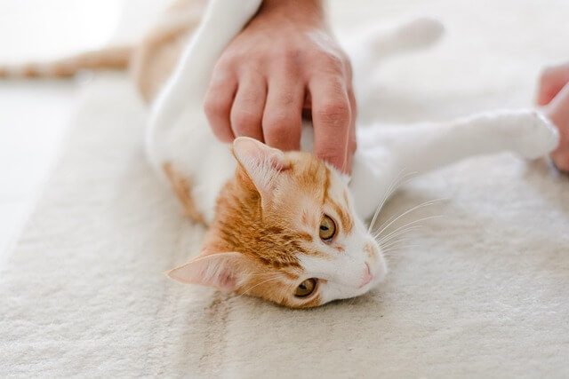 고양이 나이 계산법