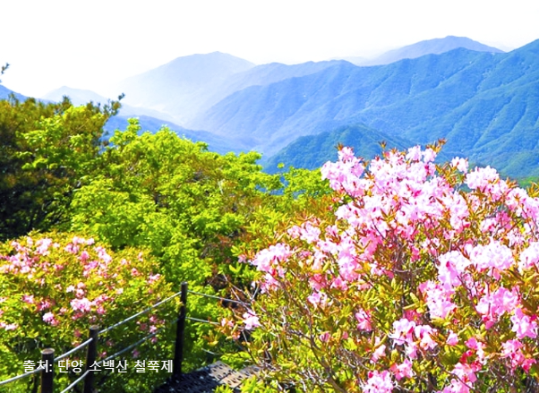 철쭉 축제