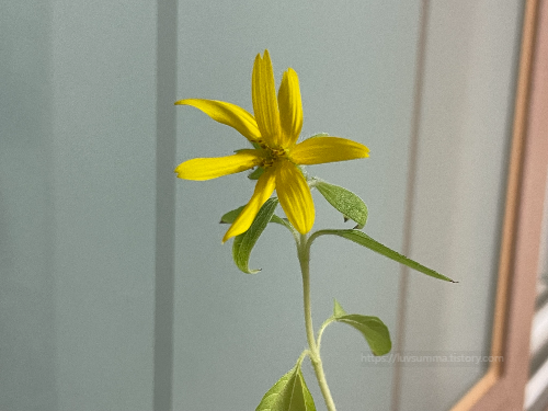 해바라기 꽃