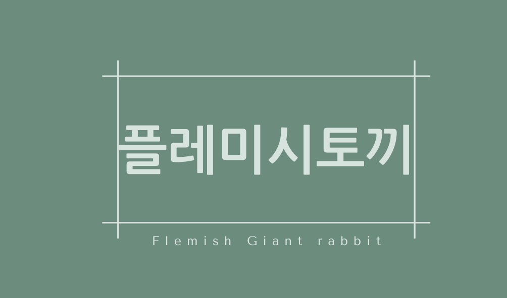 플레미시토끼(Flemish Giant rabbit)