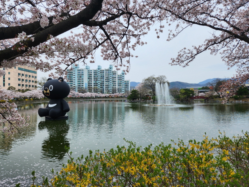 김천 연화지