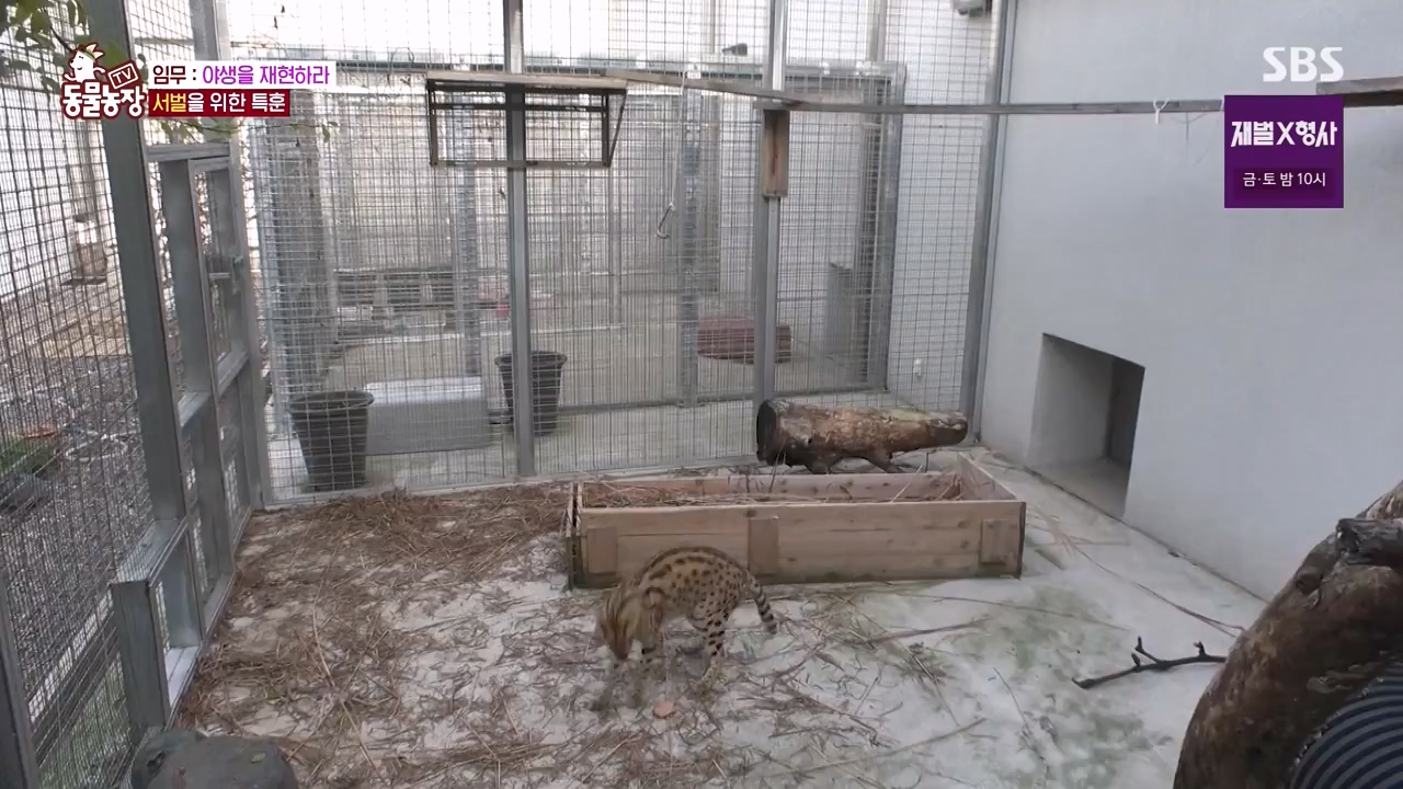 TV 동물농장.E1156.240129p-NEXT.mp4_20240128_191736.997.jpg
