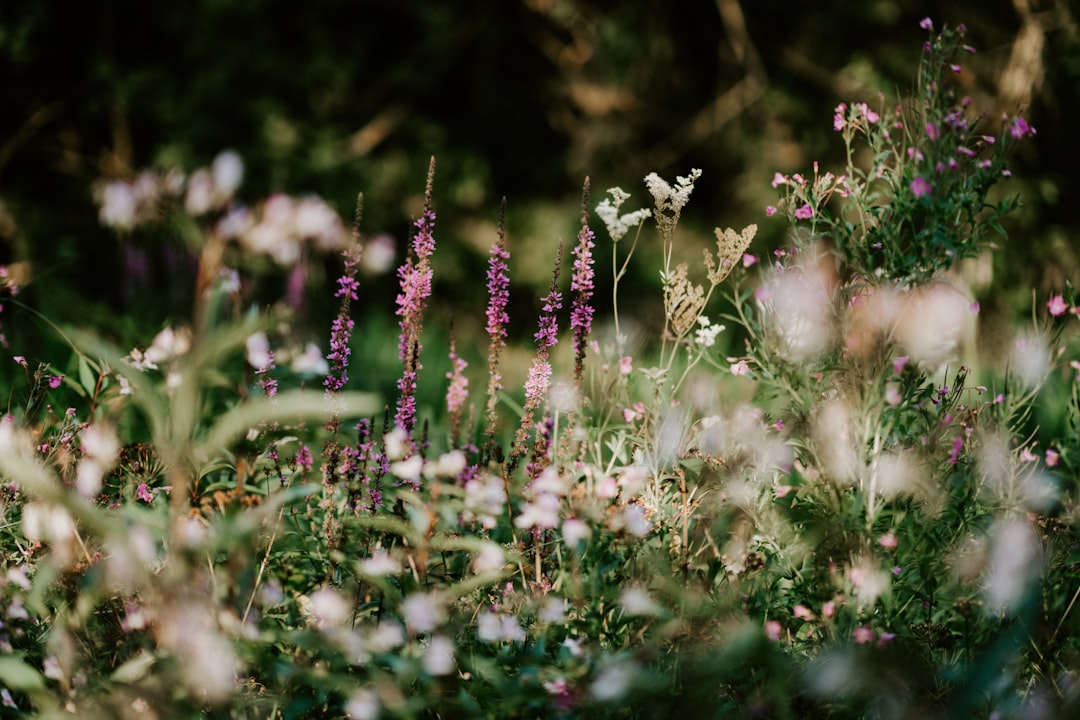 Wildflower