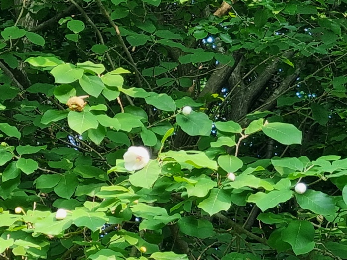 산목련