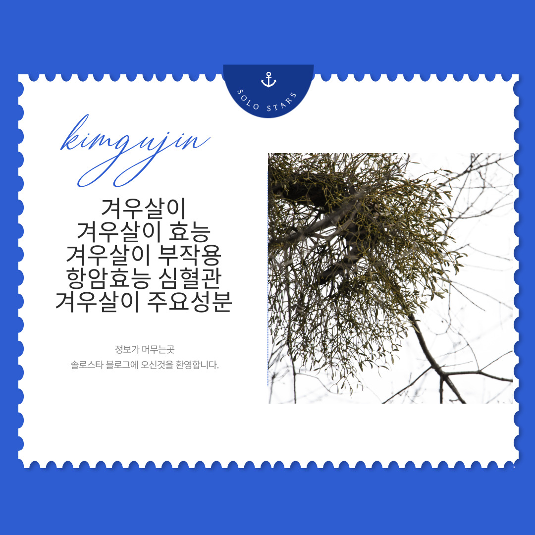 겨우살이 사진
