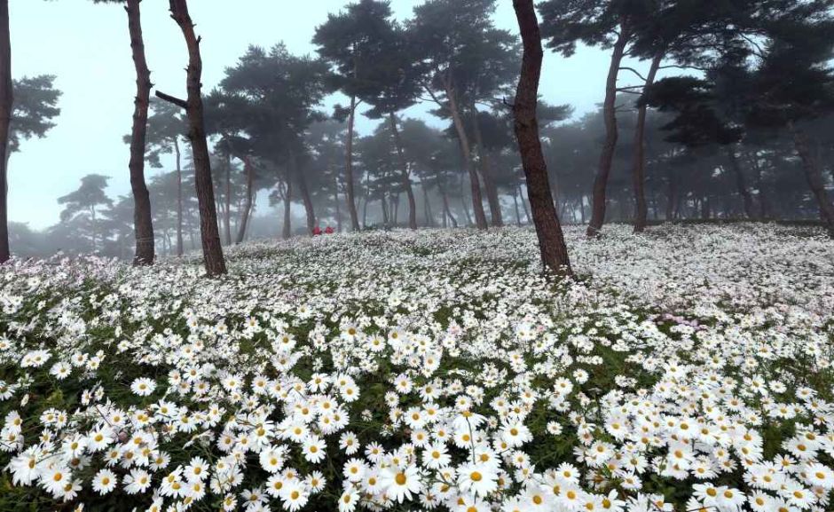 정읍-구절초