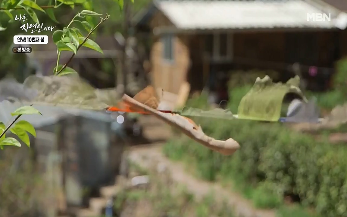 나는 자연인이다.E500.220505p-NEXT.mp4_20220505_180219.897.jpg