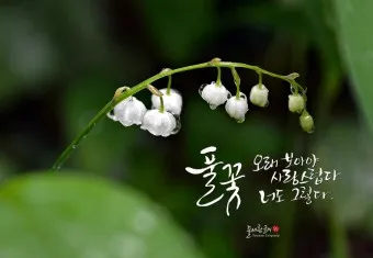 조정래 작가의 풀꽃도 꽃이다 2016 책 소개_8