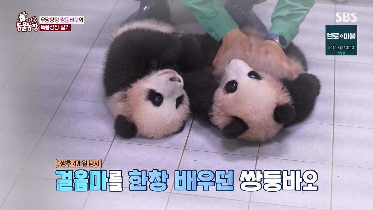 TV 동물농장.E1155.240122p-NEXT.mp4_20240121_145933.651.jpg