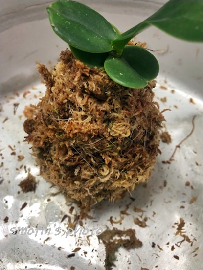 풍란 이용한 대엽심기 9