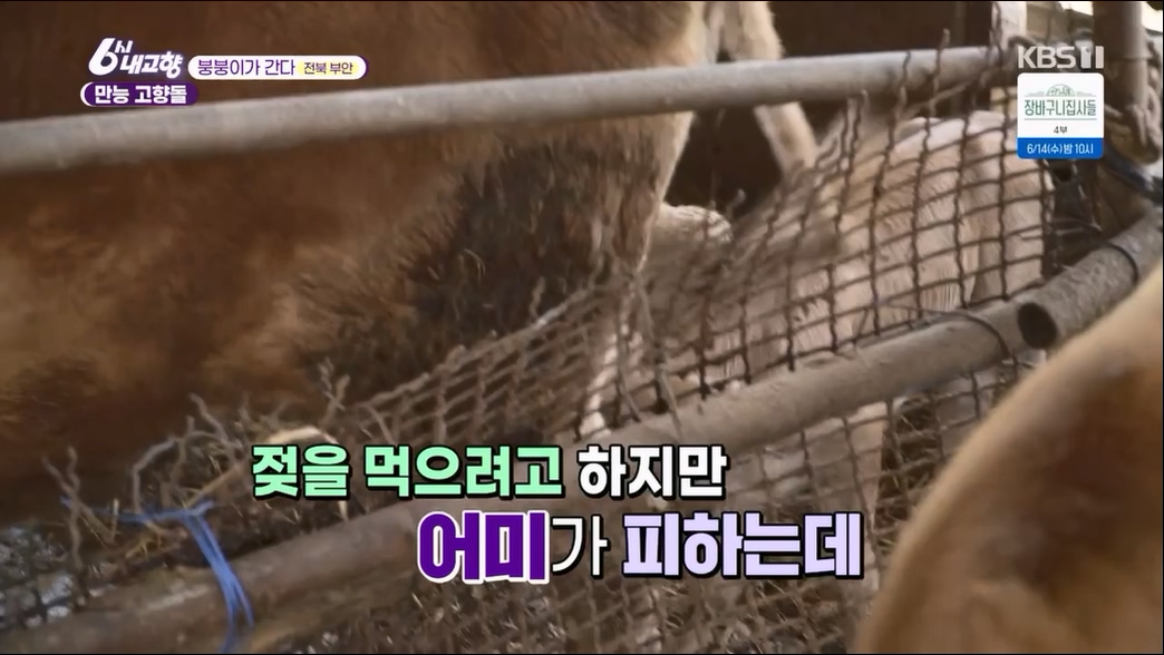 6시 내고향.E7806.230613p.H264-F1RST.mp4_20230614_205847.196.jpg