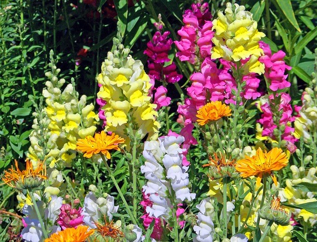 봄 결혼식에 어울리는 가장 인기있는 봄꽃 15 가지가 있습니다.