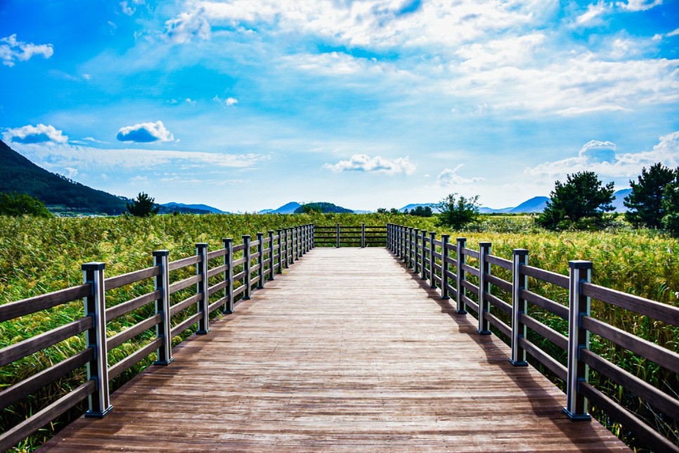 거제 오수마을 갈대밭 가을이 찾아온 16