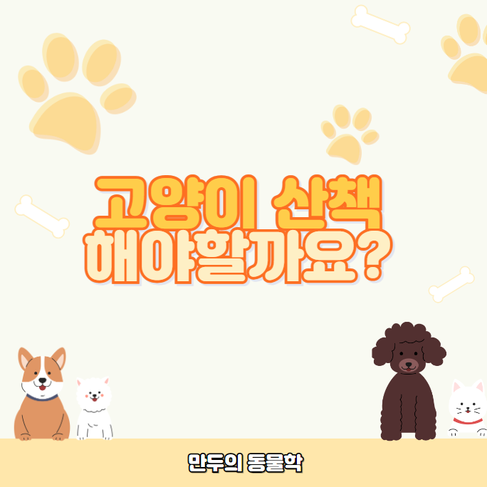 고양이 산책 사진