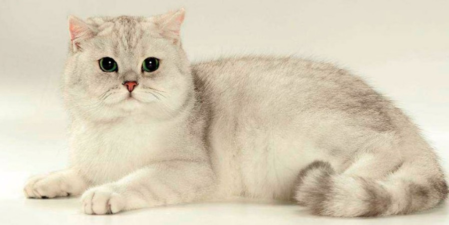 고양이 종류별 특징&#44; 장점&#44; 단점