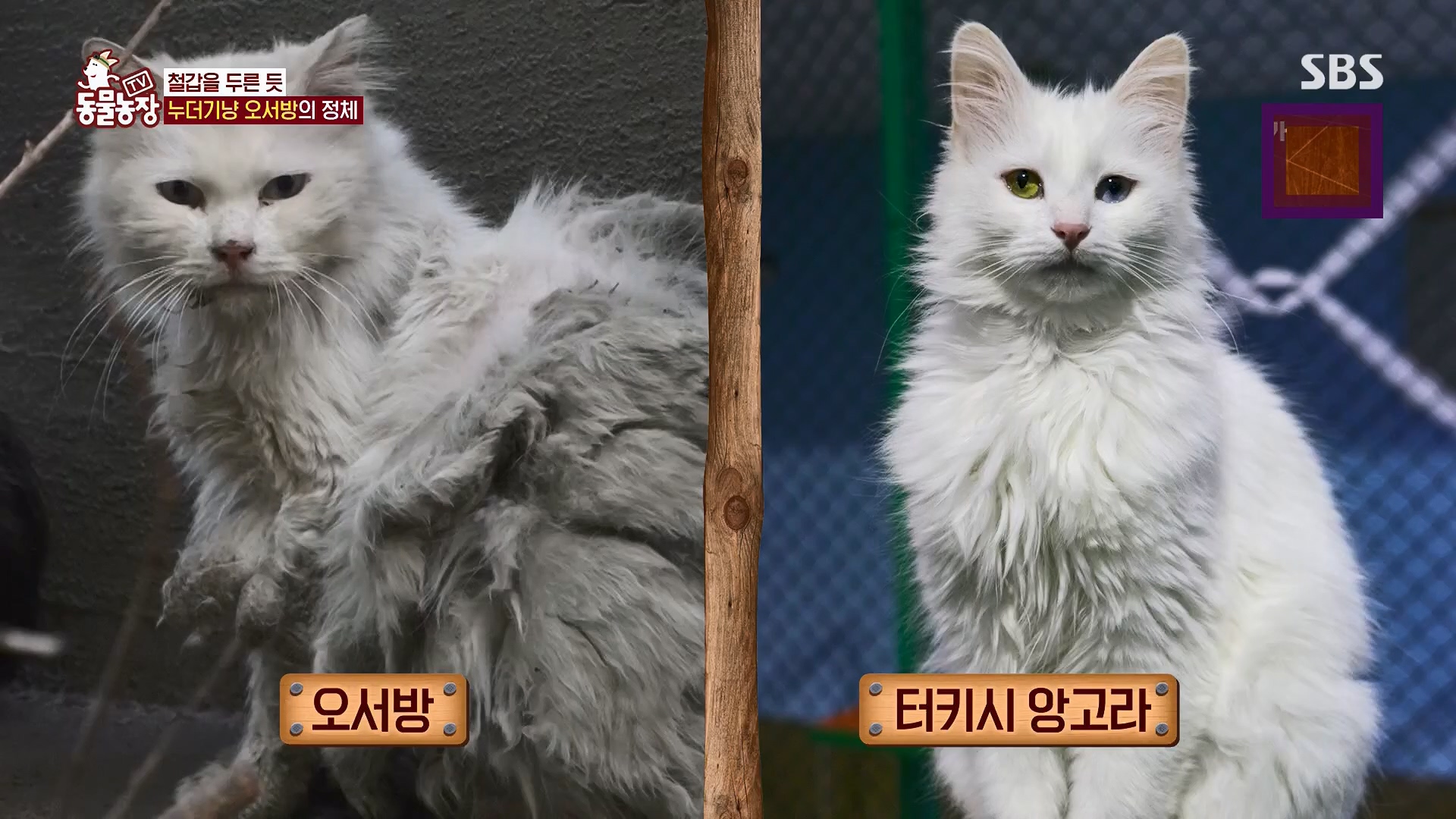 TV 동물농장.E1180.240714p.H264-F1RST.mp4_20240715_201737.380.jpg