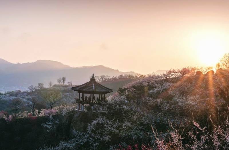 광양 가볼만한곳 베스트10 매화마을과 섬진강의 봄꽃 낭만