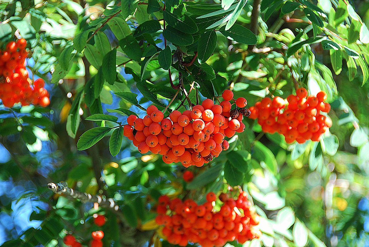 마가목 효능&amp;#44; 부작용&amp;#44; 먹는 법 알아보기