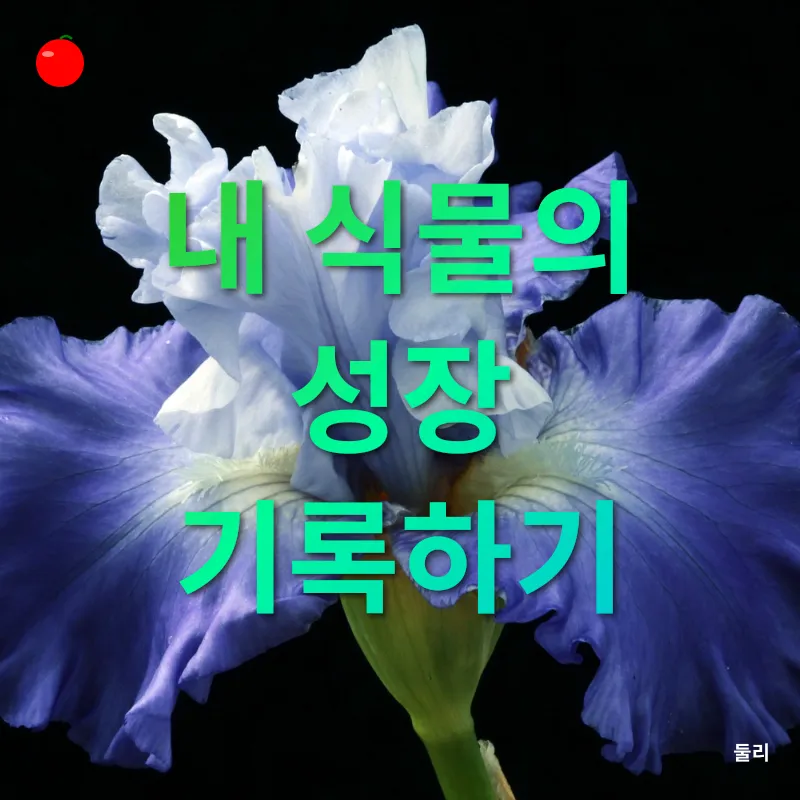 반려식물 키우기_3
