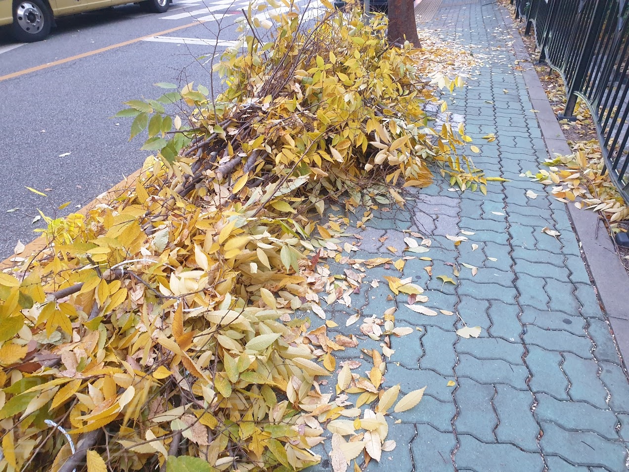 가로수. 잘린 나뭇가지.