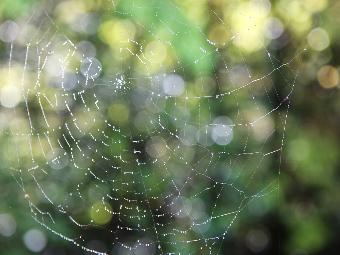 비온 뒤 물방울 맺힌 거미줄의 아름다움
