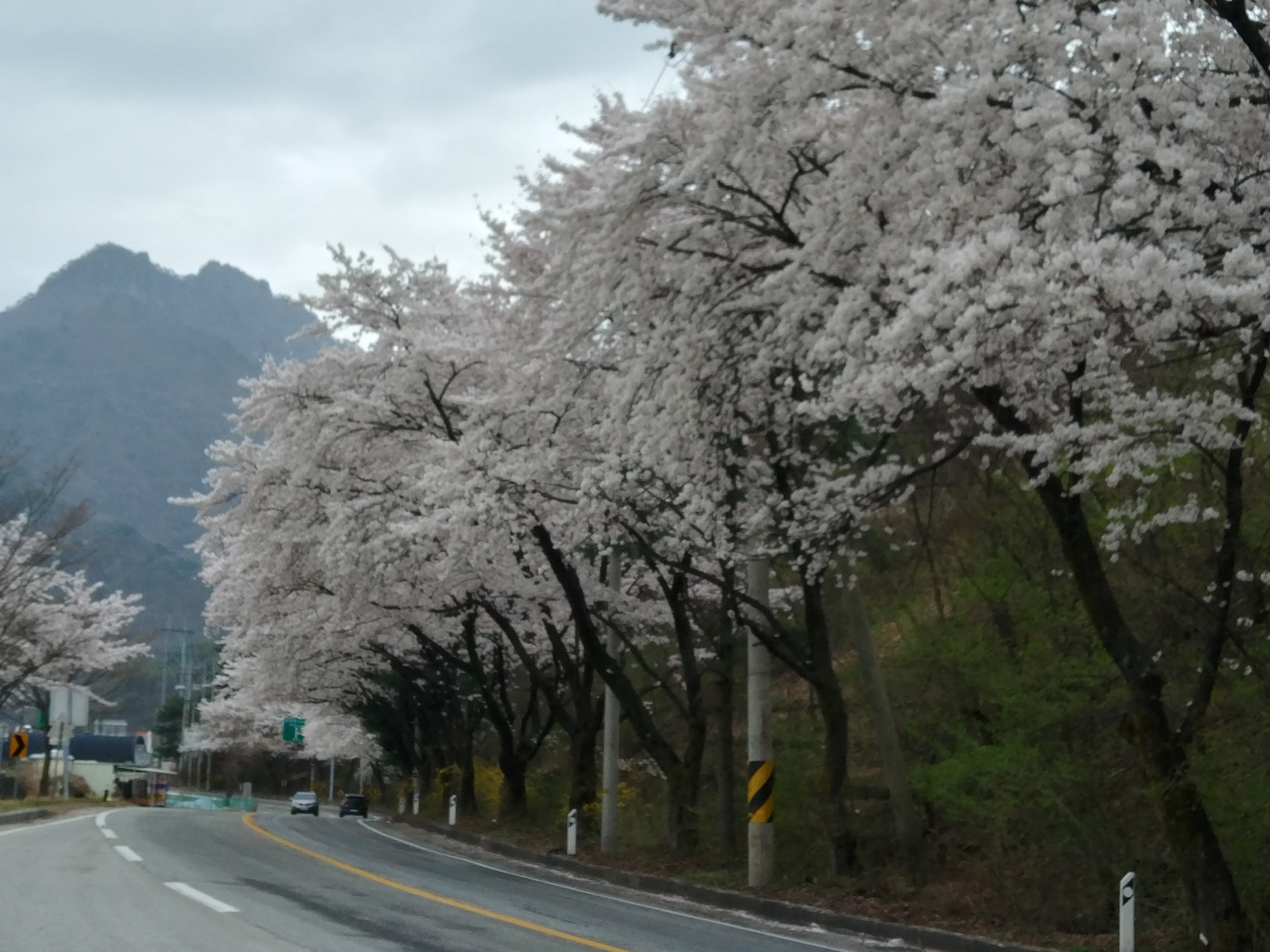  花爛春城