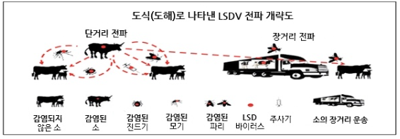 럼피스킨병