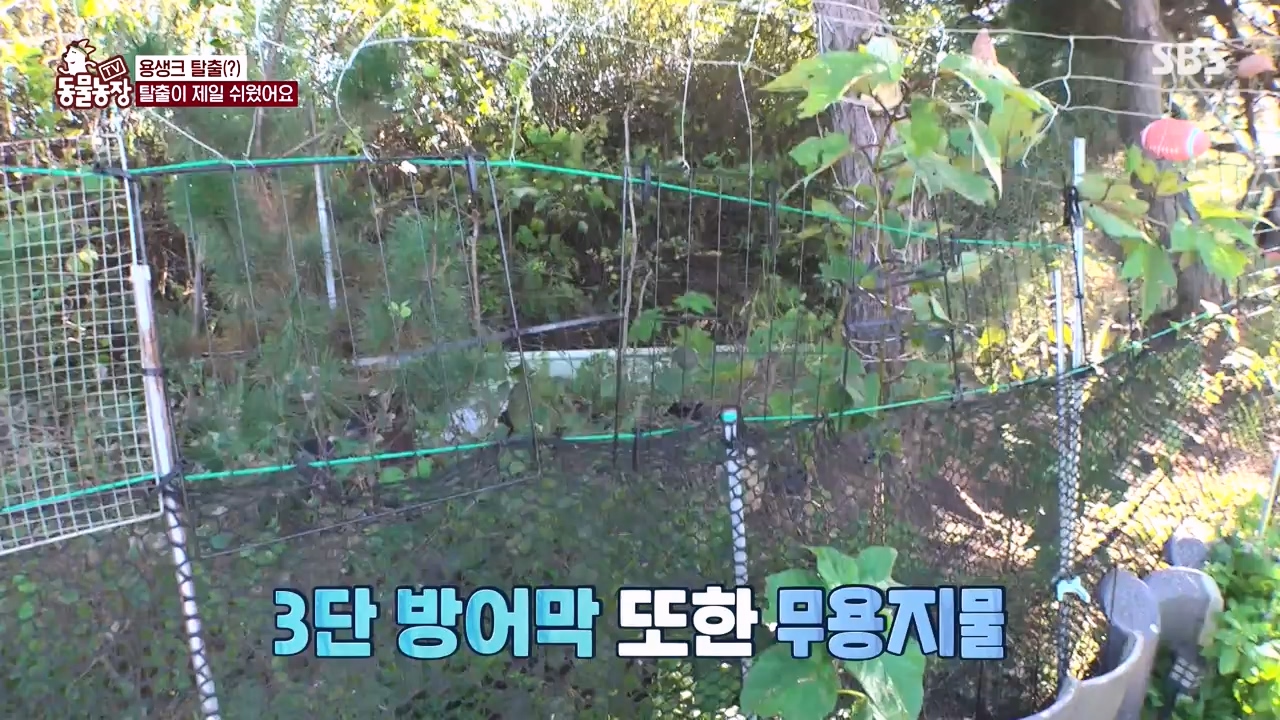TV 동물농장.E1147.231127p-NEXT.mp4_20231126_170359.586.jpg