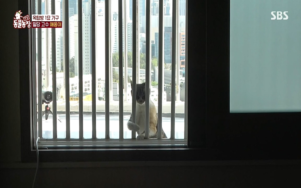 TV 동물농장.E1070.220523p-NEXT.mp4_20220522_182021.182.jpg