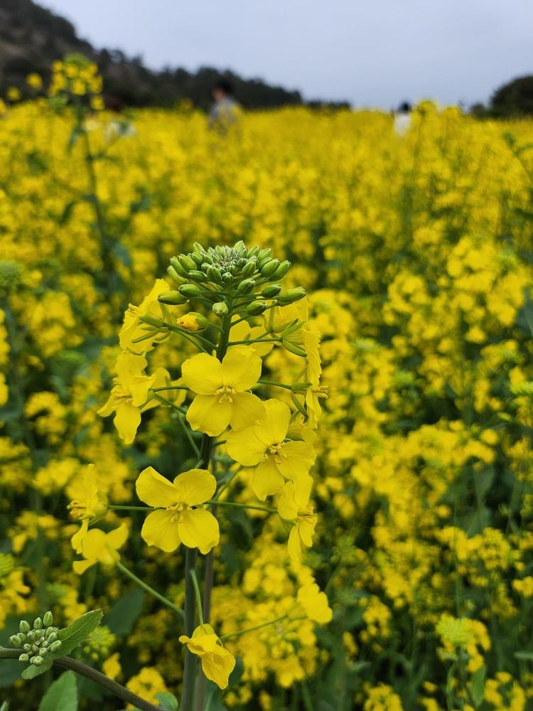 제주 유채꽃의 확산 1