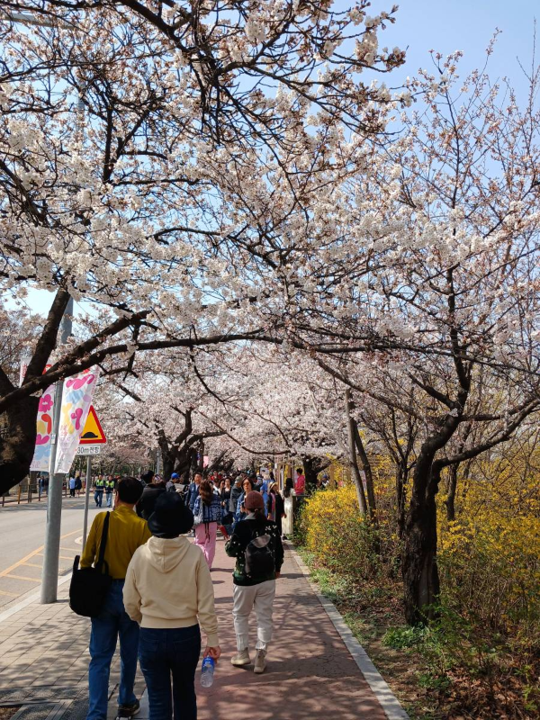 윤중로 벚꽃길 따라 걷다