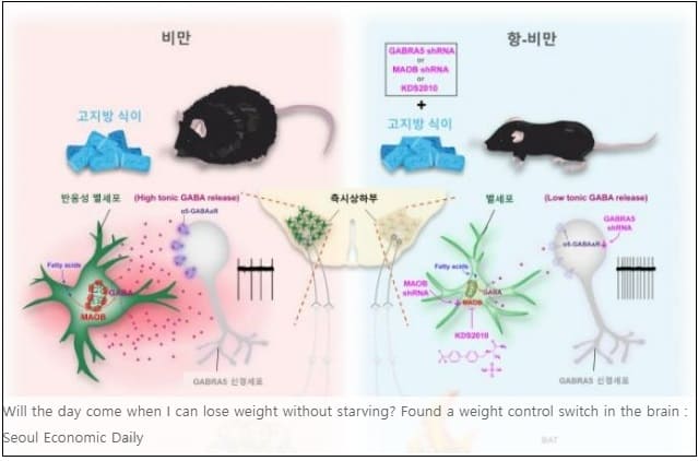 [비만 희소식] 뇌의 체중 조절 스위치 발견...굶지 않고 살 뺄 수 있는 날이 올까 Brain’s Weight Switch ...