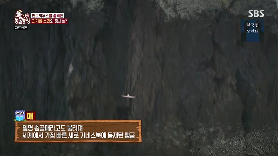 TV 동물농장.E1125.230618p.H264-F1RST.mp4_20230618_192110.489.jpg