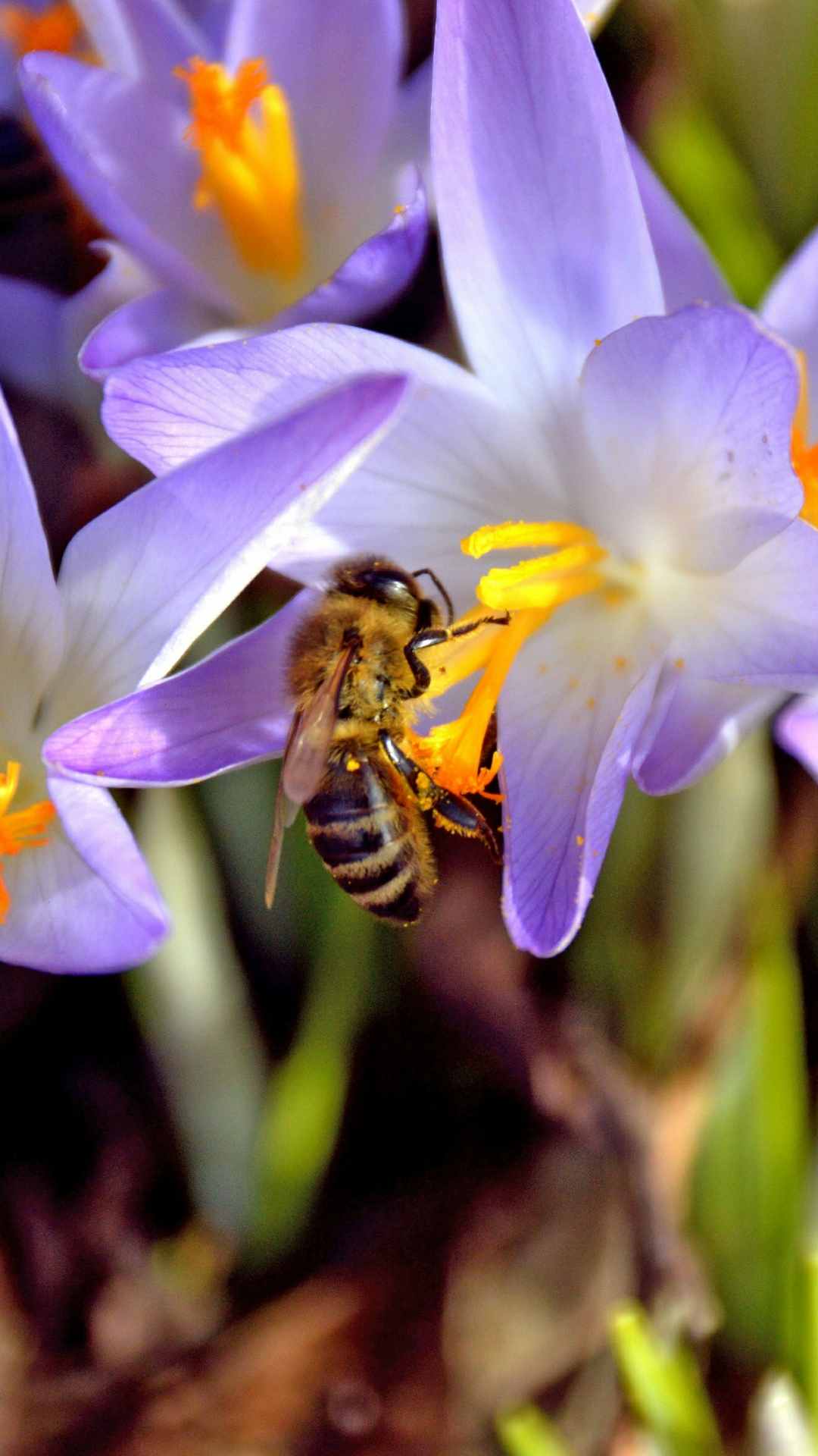 Crocus Flower iPhone Wallpaper