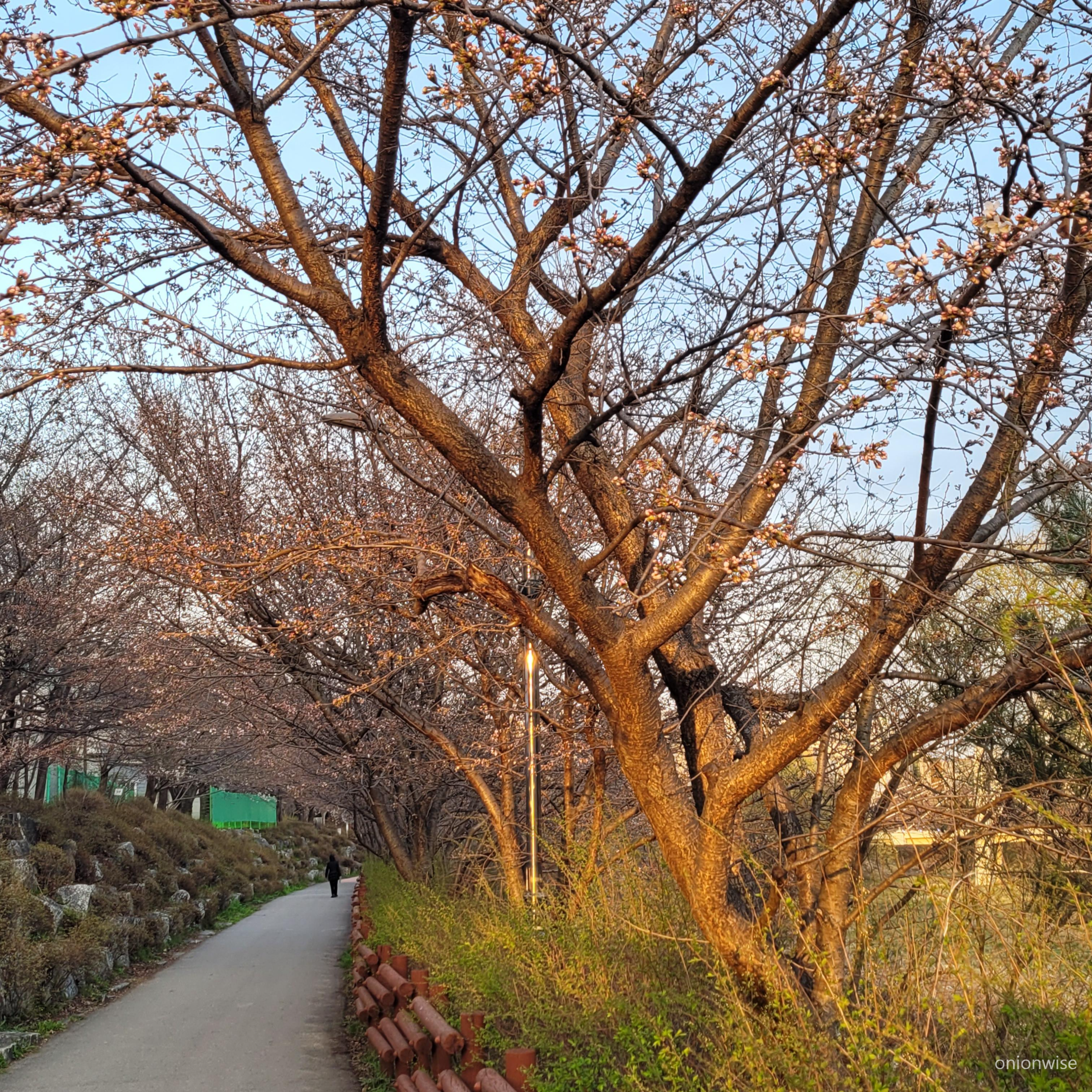 북쪽 지방 우리 동네 벚꽃 피는 모양 2