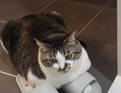  고양이 목욕의 장점과 주의사항