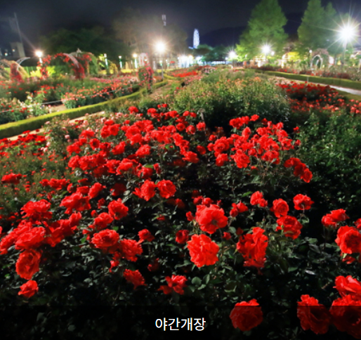 곡성 장미축제 야간개장