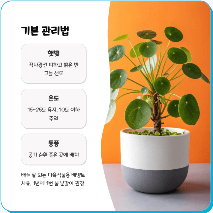 필레아 페페 키우기