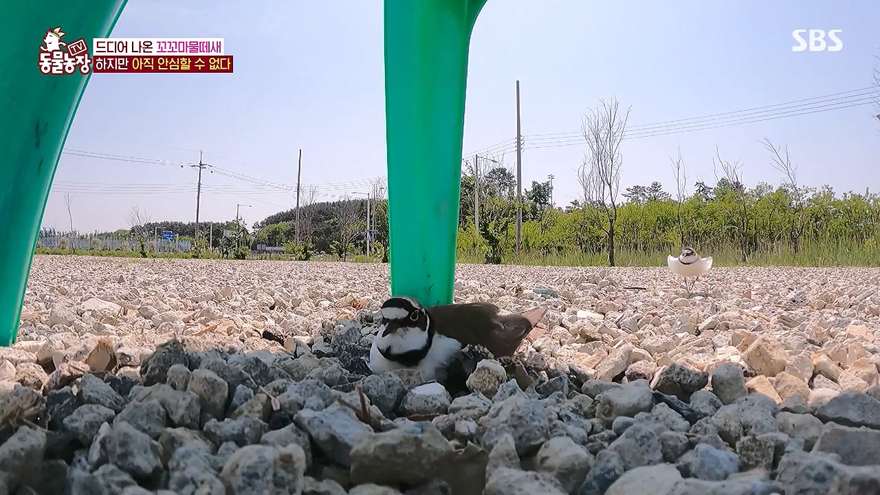 TV 동물농장.E1176.240617p-NEXT.mp4_20240616_171033.837.jpg