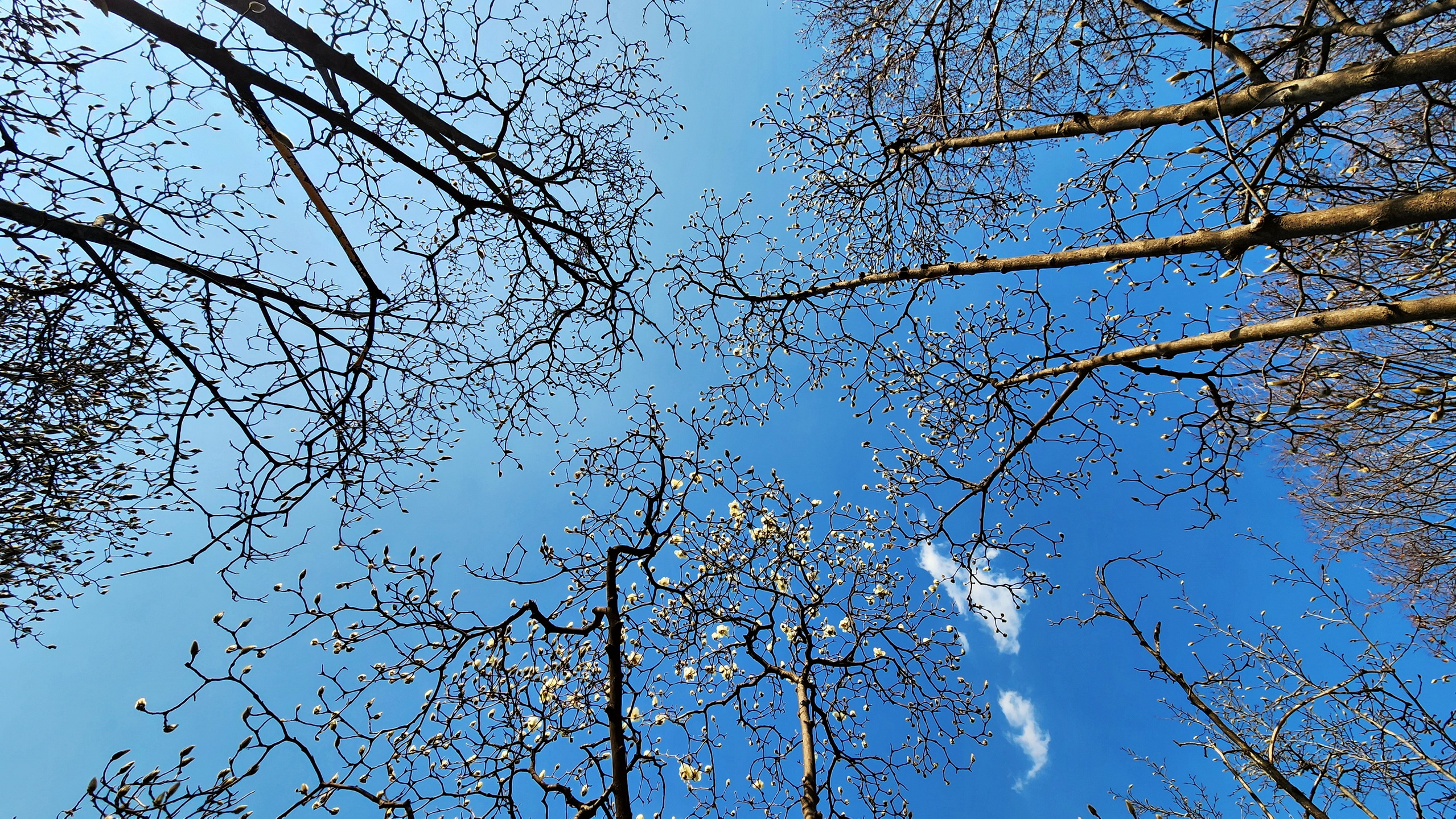 두류공원 이미지