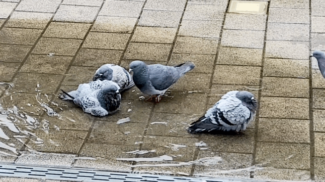 산철쭉 화단접대 37