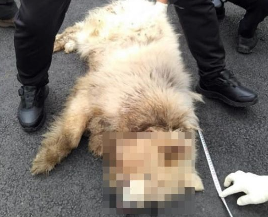  남양주 개물림 사망사건, 강형욱 안락사 발언, 동물보호단체는 개의 권리를 주장 중