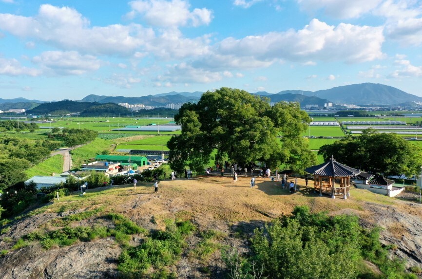 창원 대산면 동부마을 팽나무