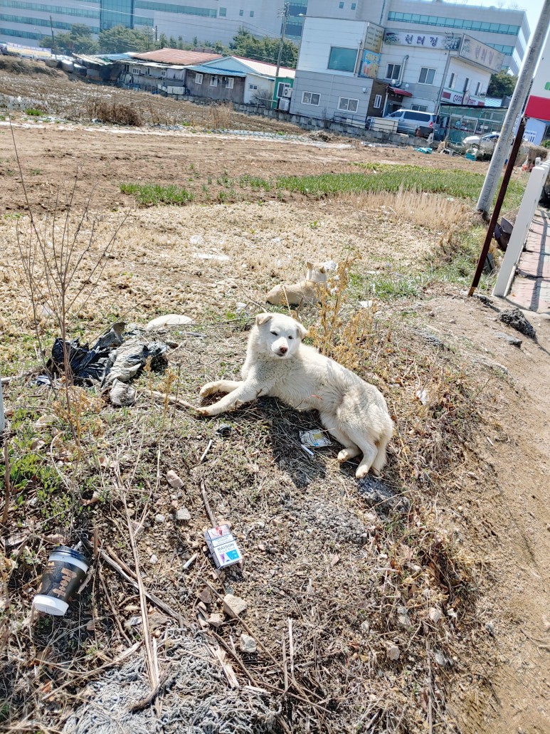 사자성어 1000개 물(음료) 비닐라벨 1000개를 모우다. 커피 주문시 웬만해선 플라스틱 뚜껑과 10