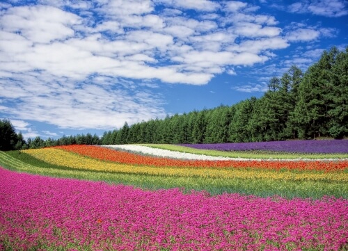 아름다운-다채로운-꽃-꽃밭-하늘-사진