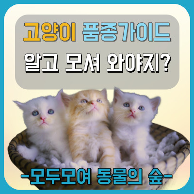 고양이 썸네일.